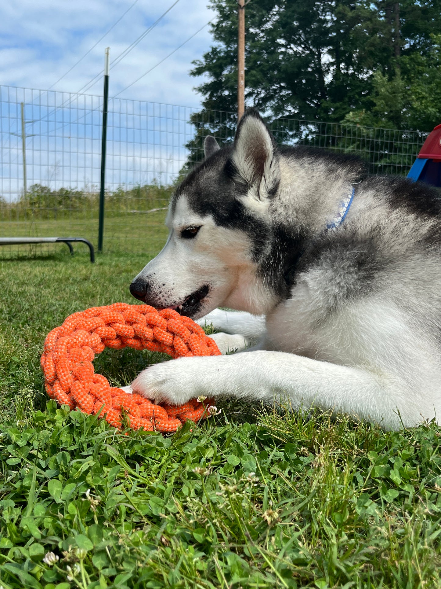 Donut 100% Organic Hemp Tug and Fetch Toy